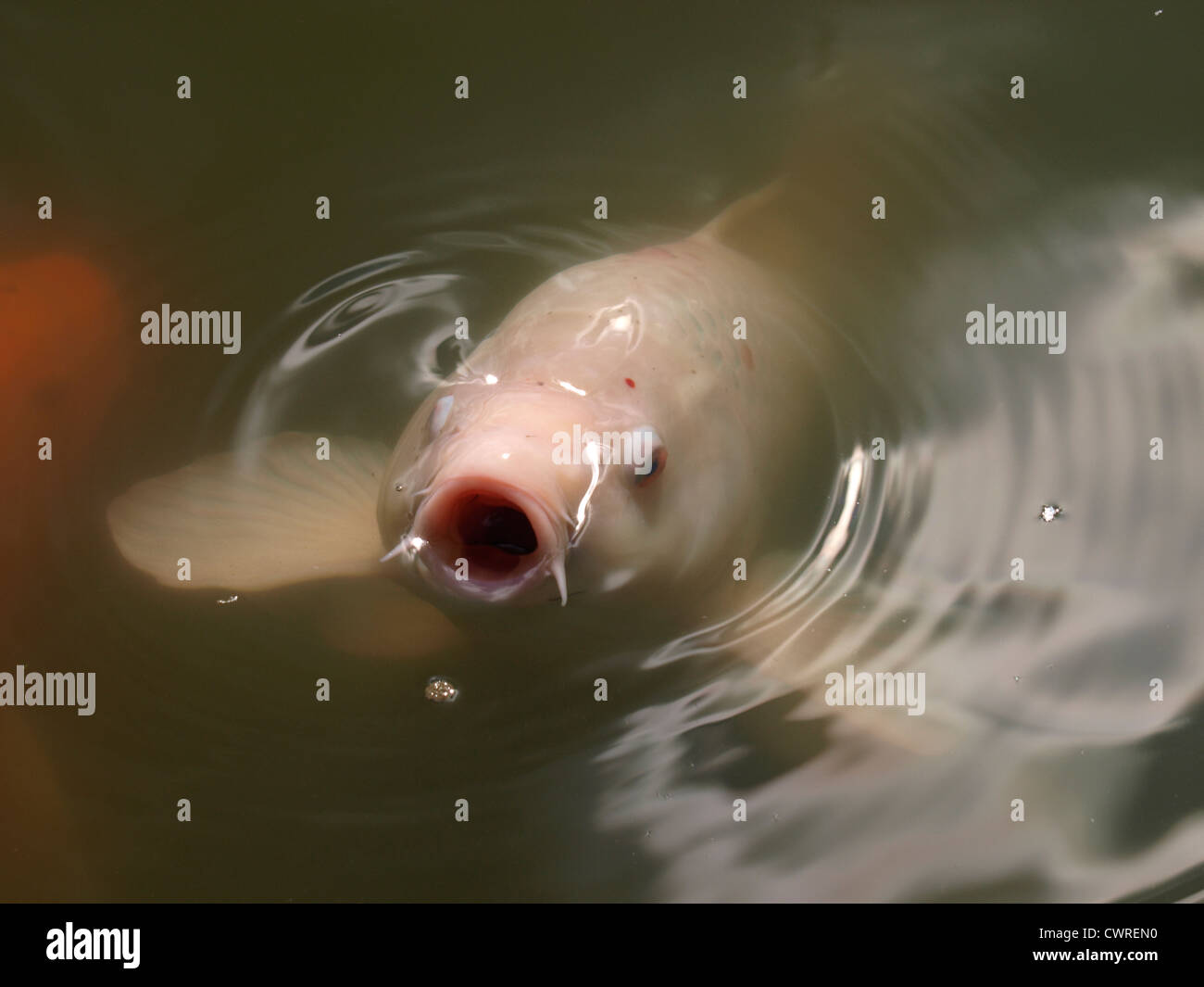 Large white koi carp, UK Stock Photo Alamy