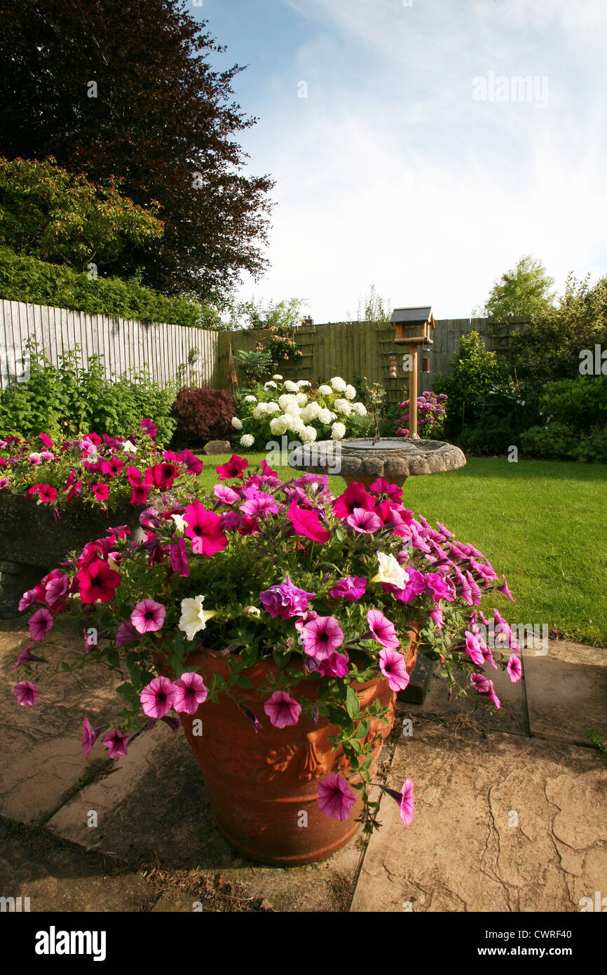 England Dorset Crossways Village Garden showing Petunias trailing over terrace pots Peter Baker