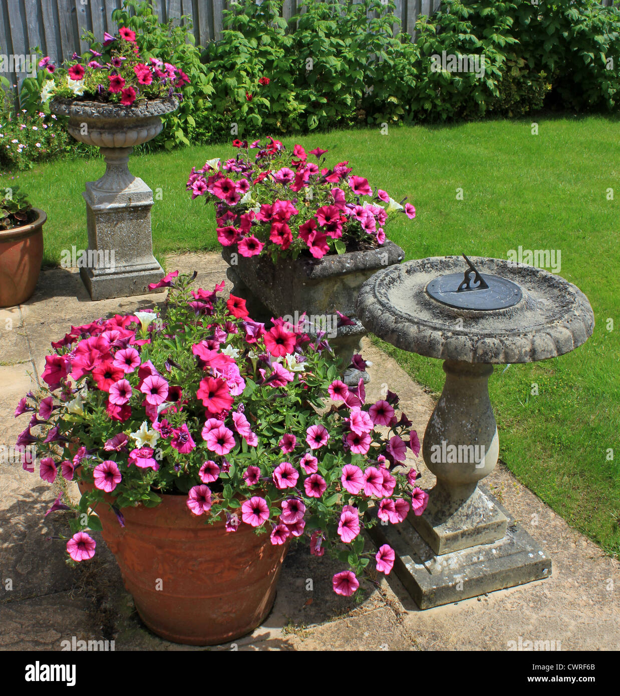 England Dorset Crossways Village Garden showing Petunias trailing over terrace pots Peter Baker