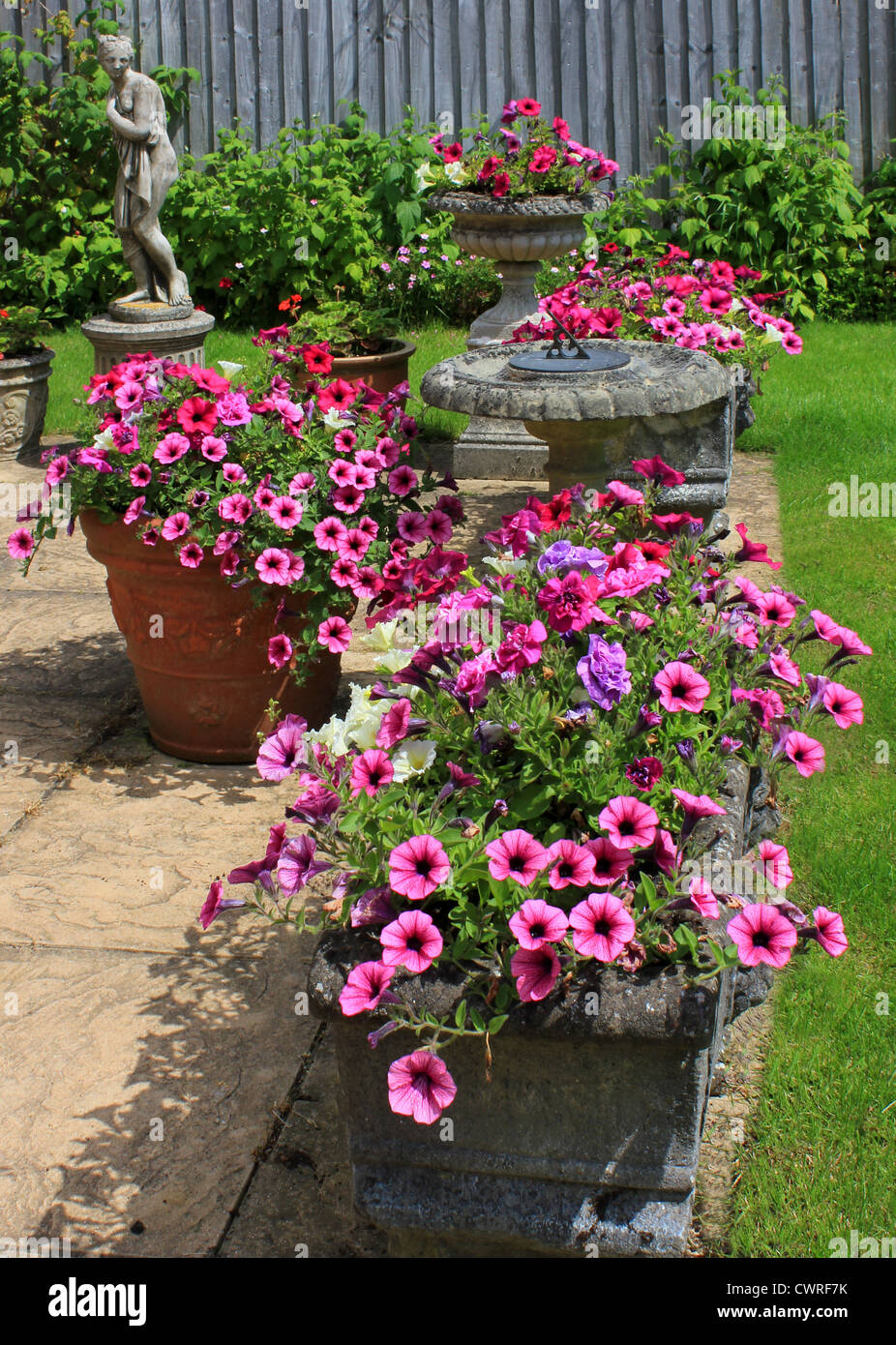 England Dorset Crossways Village Garden showing Petunias trailing over terrace pots Peter Baker