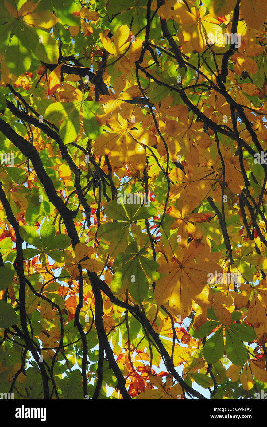 Aesculus hippocastanum, Horse chestnut Stock Photo Alamy