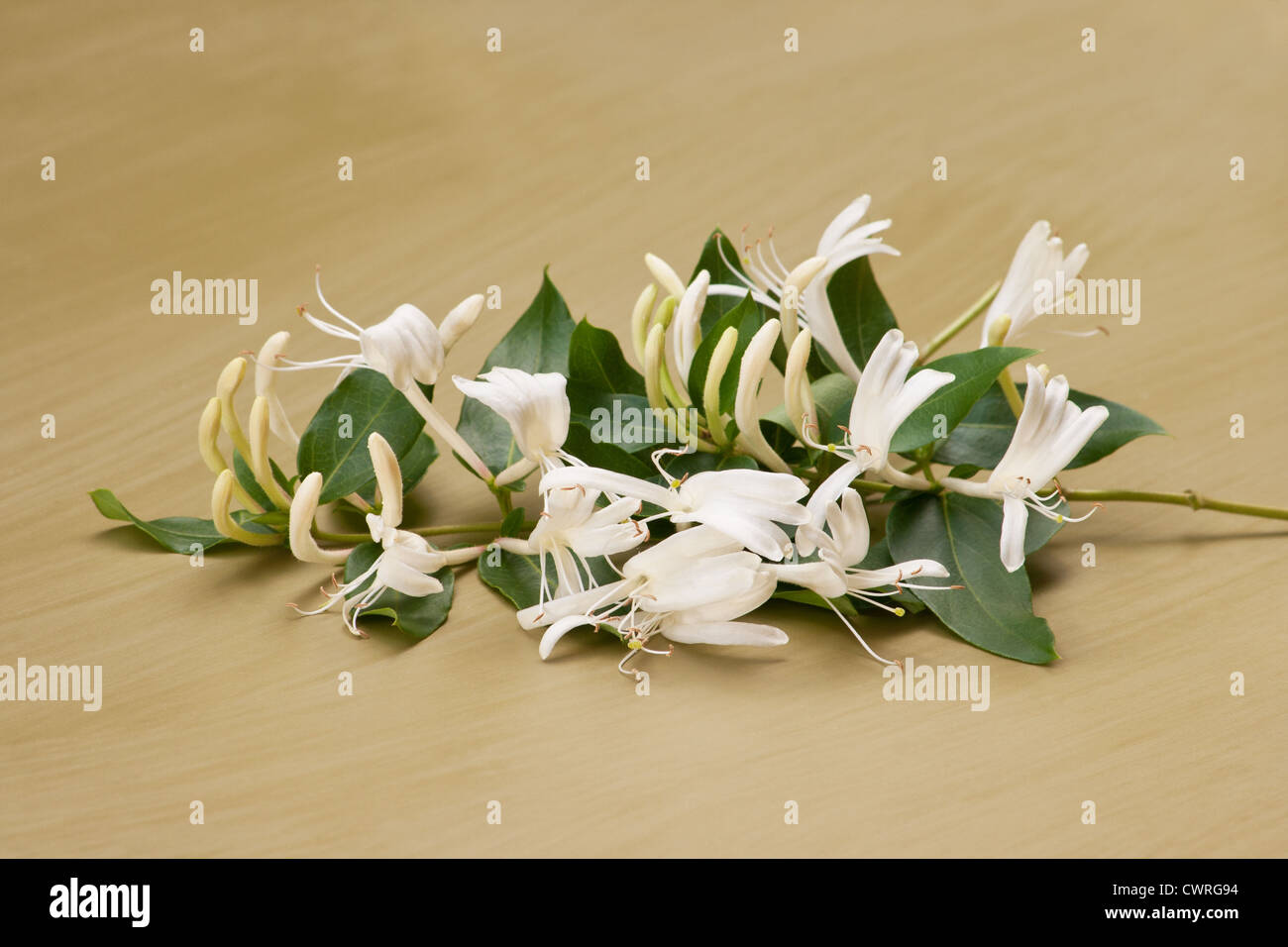 Honeysuckle (Lonicera japonica ) flowers on green background Stock Photo