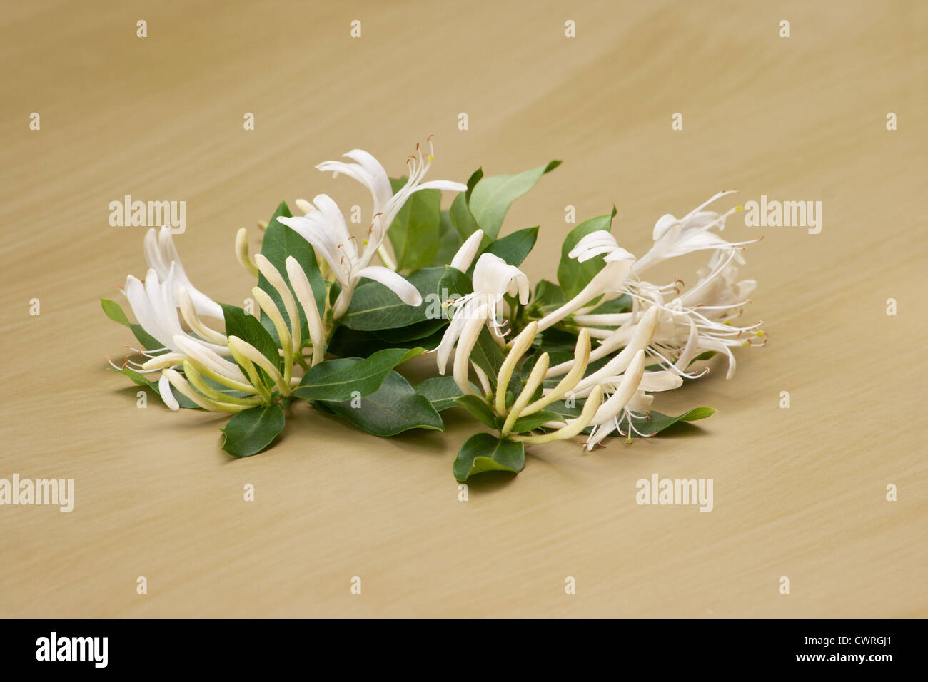 Honeysuckle (Lonicera japonica ) flowers on green background Stock Photo