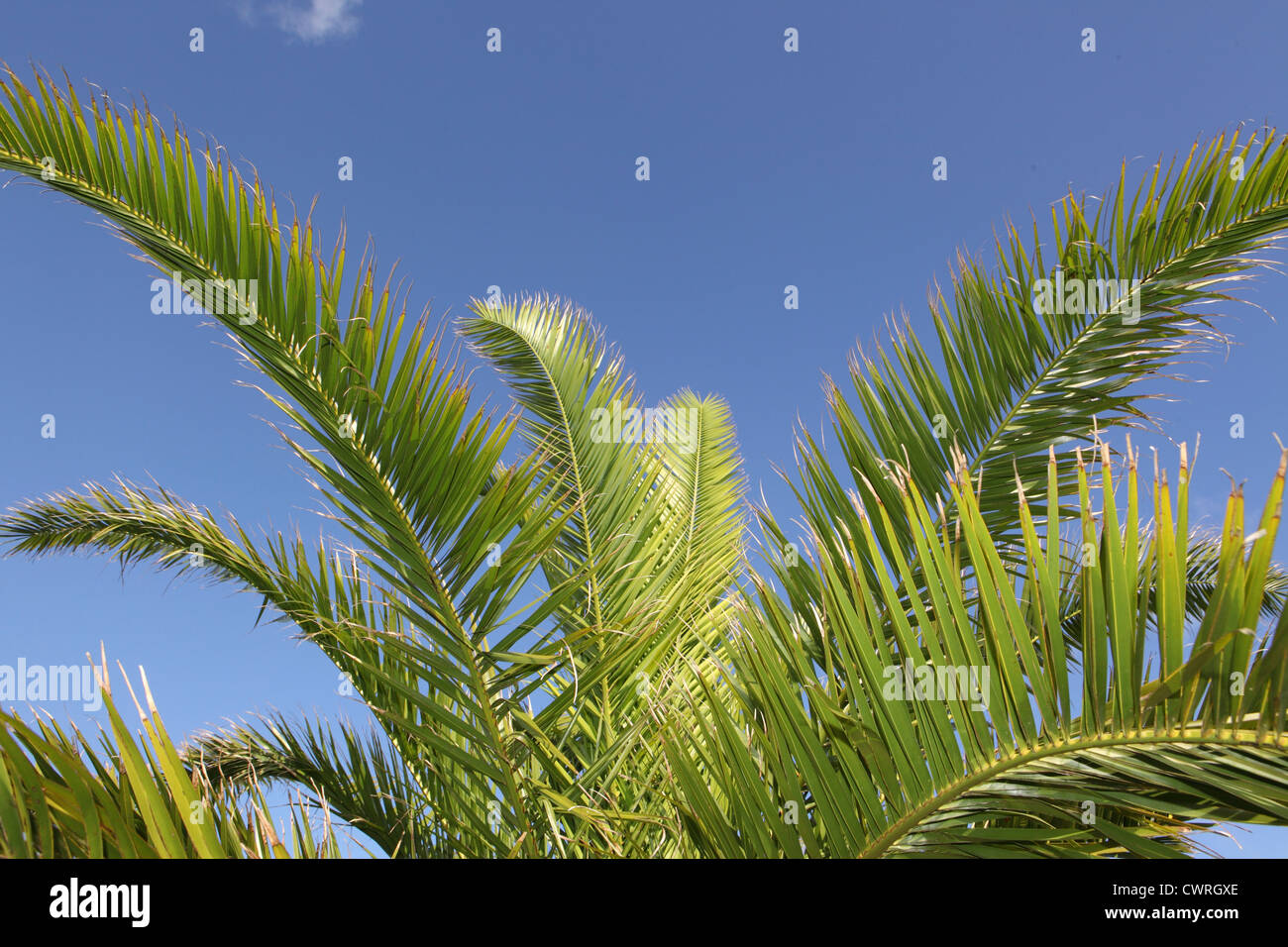 Palm tree and blue sky in sub tropical public garden in Falmouth, Cornwall, UK Stock Photo