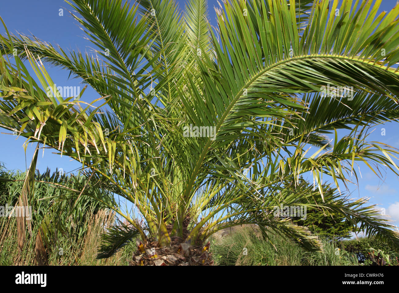 Palm tree and blue sky in sub tropical public garden in Falmouth, Cornwall, UK Stock Photo
