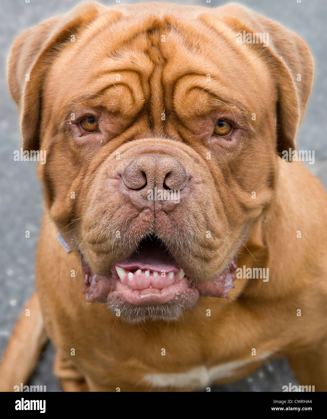 is french mastiff a good family dog