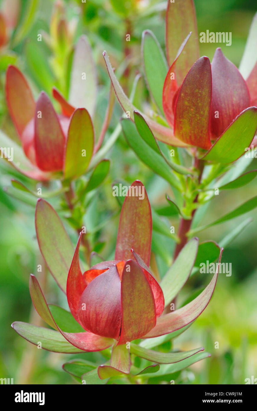 Leucadendron protecea 'Safari sunset', Protea Stock Photo Alamy