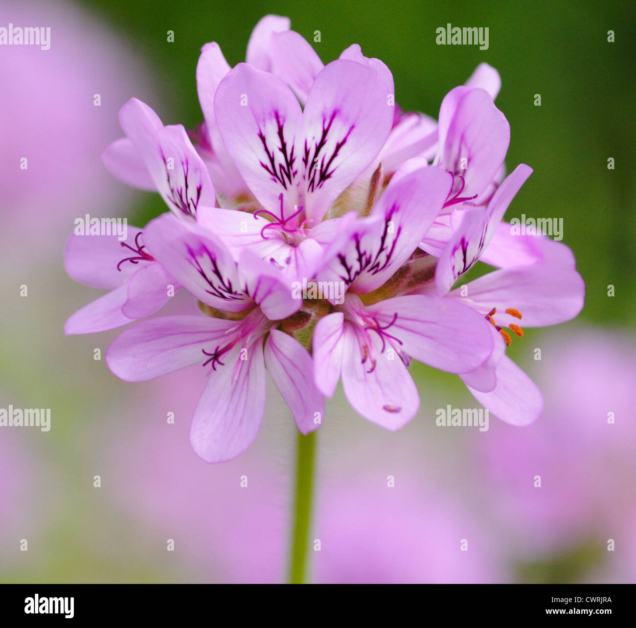 Pelargonium capitatum, Purple flower cluster isolated in shallow focus. Stock Photo
