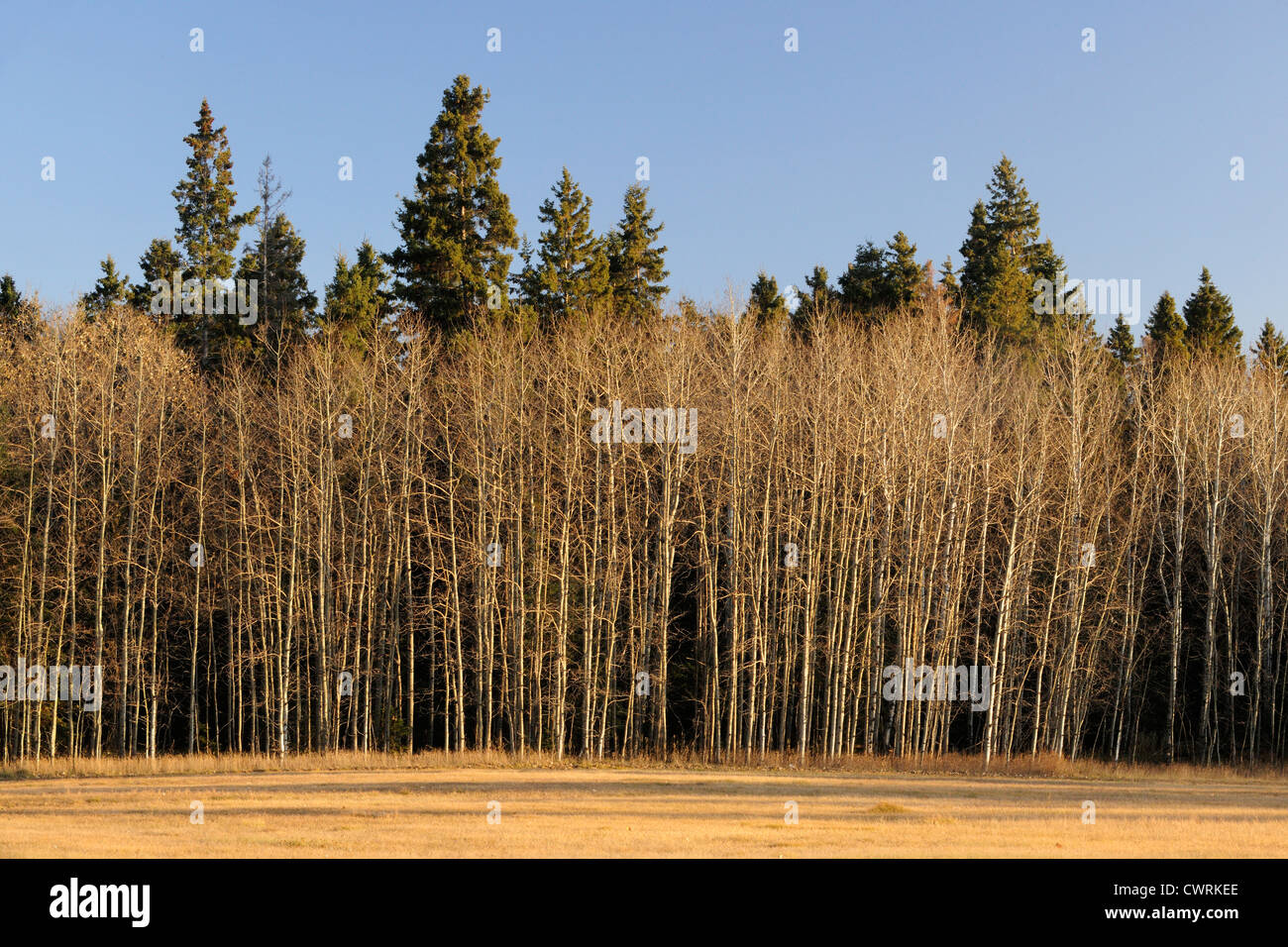 Aspen parkland hires stock photography and images Alamy