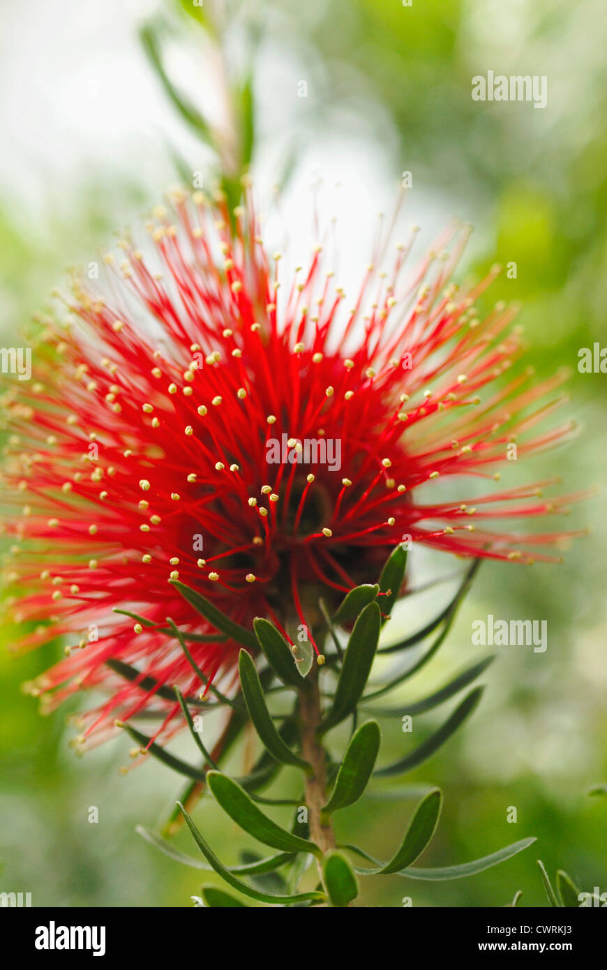 Callistemon, Bottlebrush Stock Photo