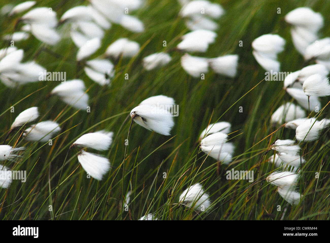 Eriophorum, vaginatum, Cotton grass, Hares's tail Stock Photo