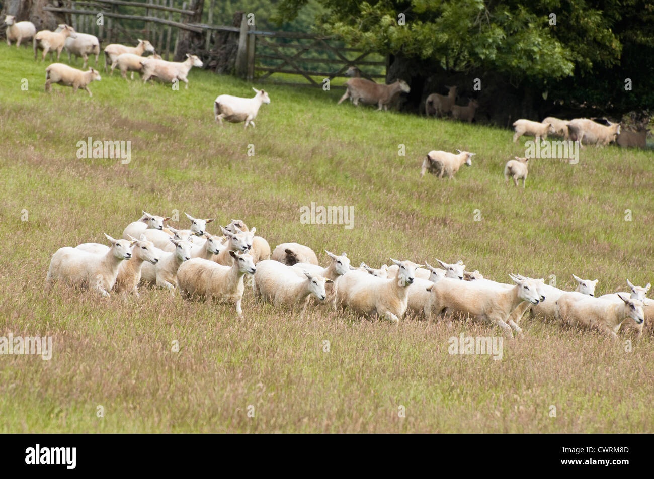 A flock of sheep, running together, across a field / grassy meadow, as they are being rounded up. UK. Stock Photo