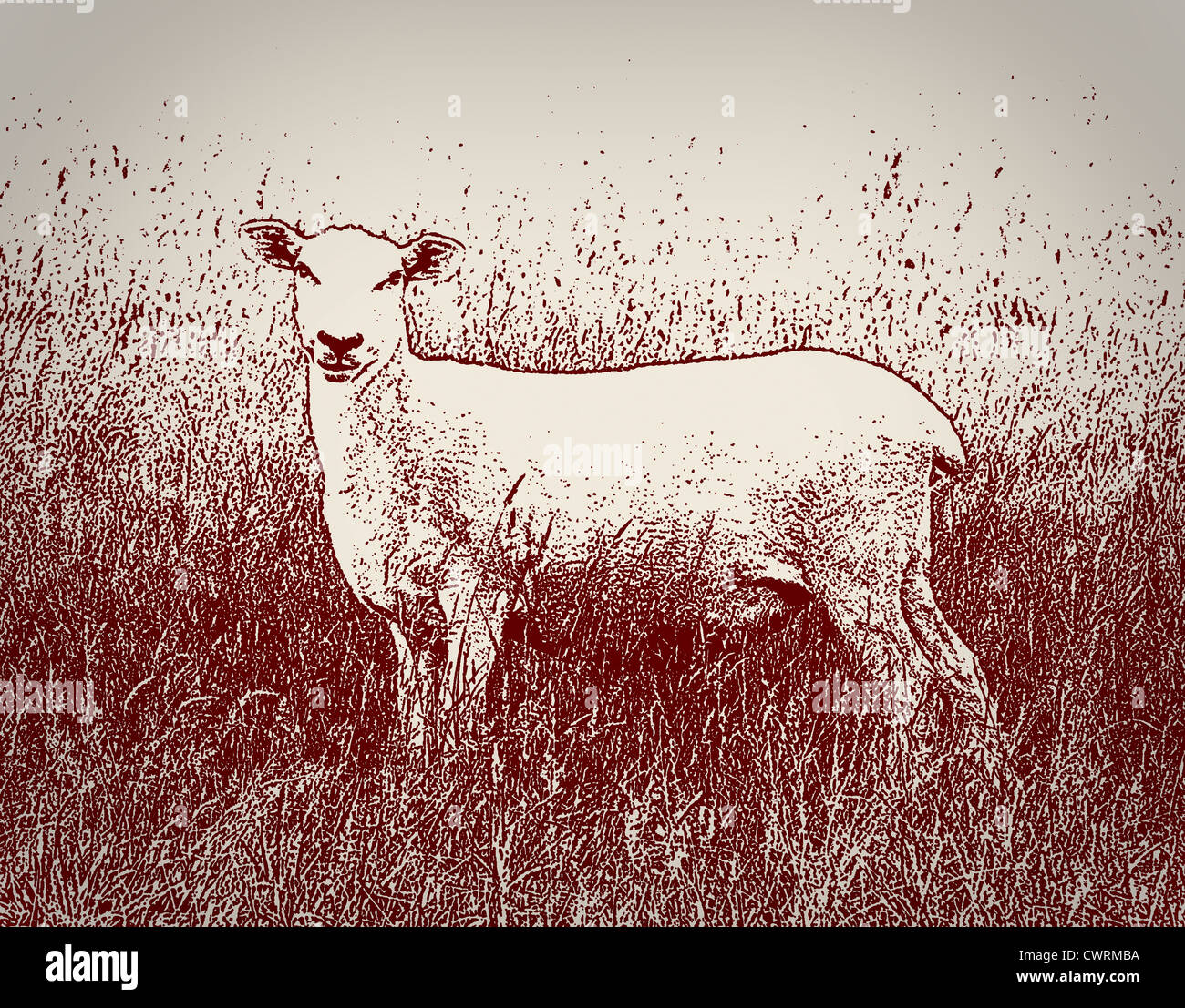 A sepia style, line drawing / illustration of a sheep. Stock Photo