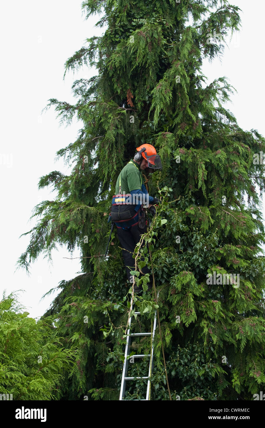 A professional tree surgeon wearing a harness and hat, safely