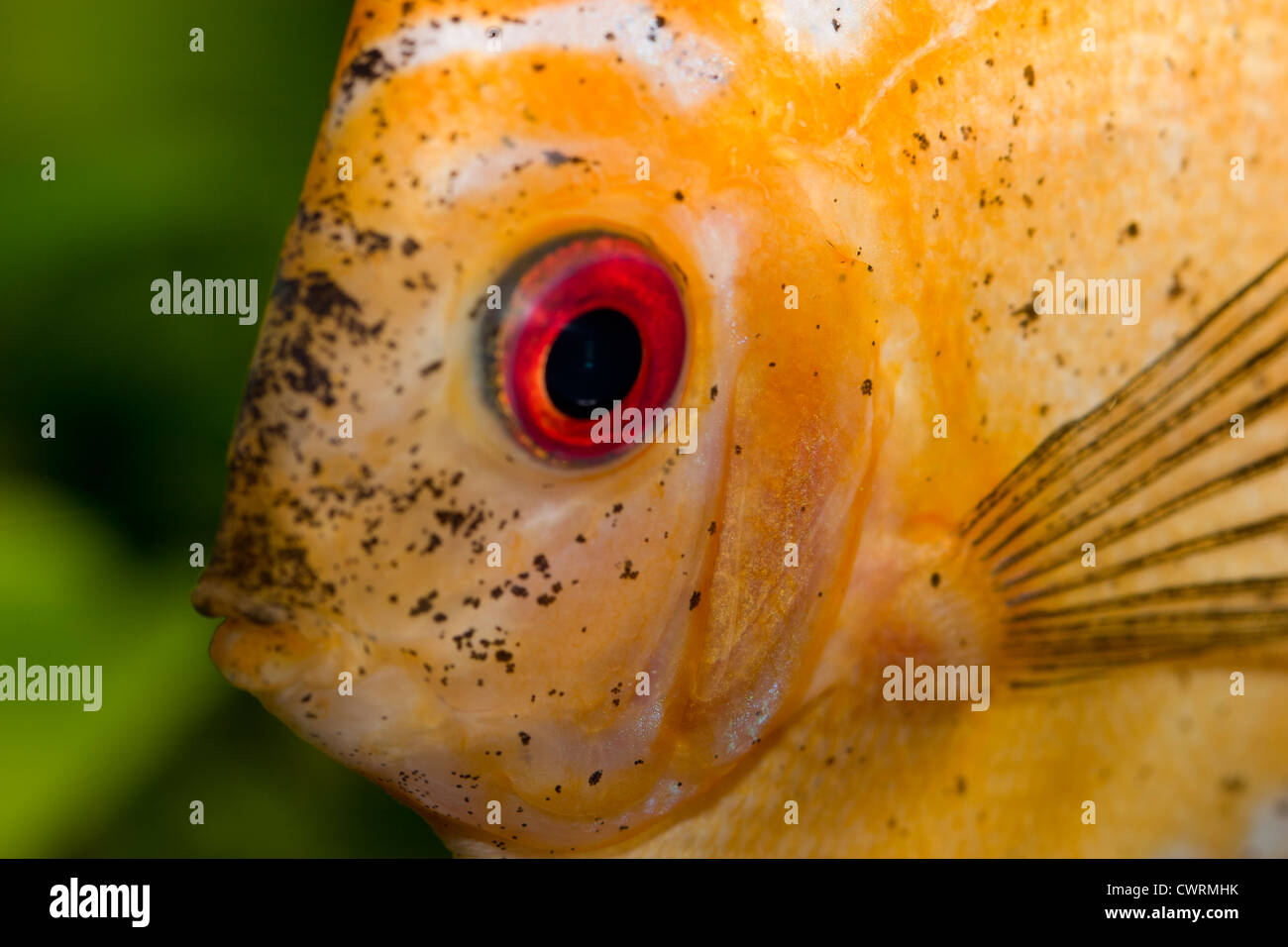 Discus fish in aquarium Stock Photo Alamy