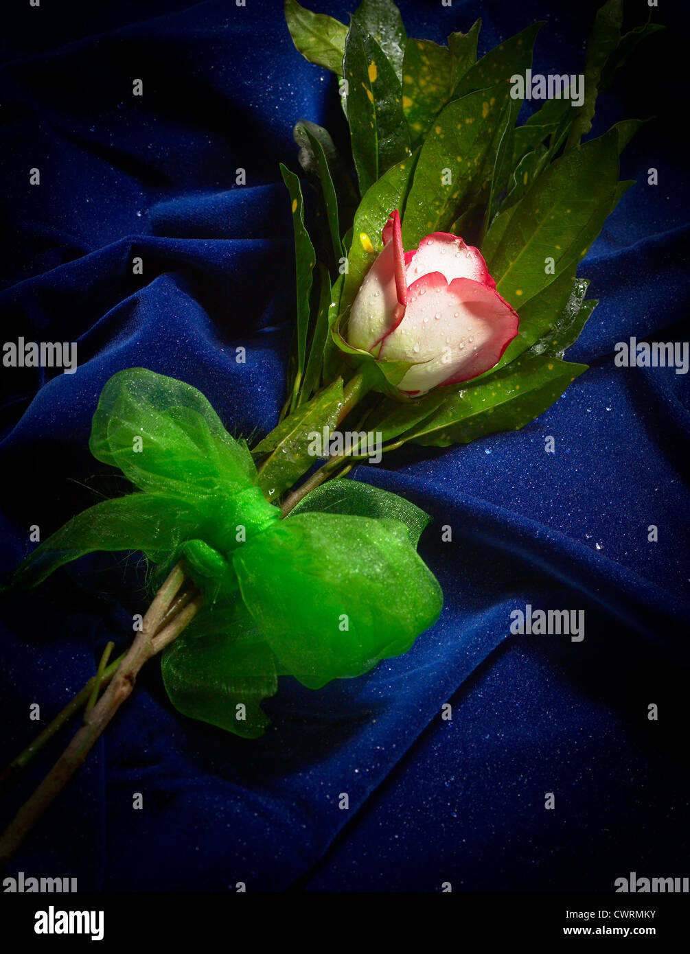 White & Red Rose Flower On Blue Velvet Fabric Stock Photo - Alamy