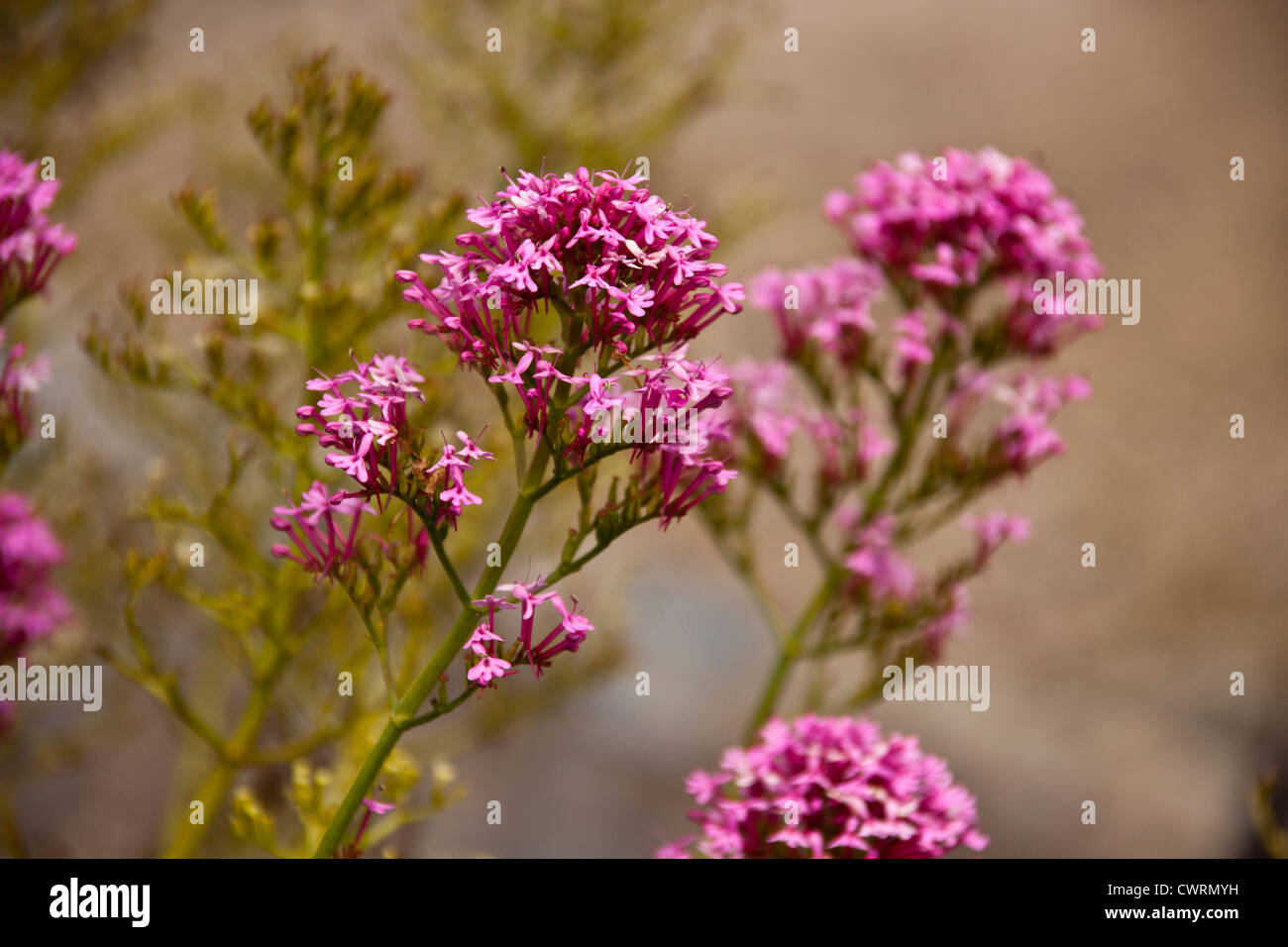 Wild Thistles and other wild flowers growing on cliff tops of Cornwall