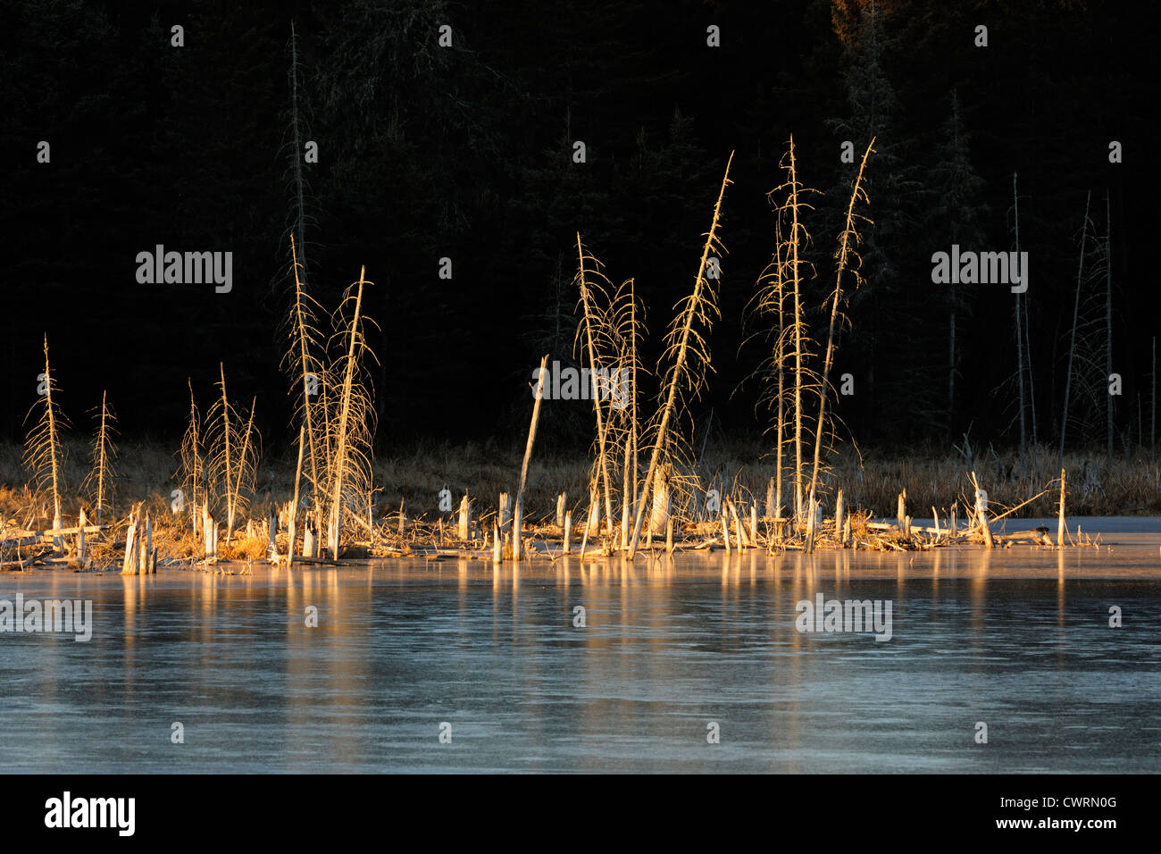 Wetland snags reflected in ice in late autumn, Riding Mountain National Park, Manitoba, Canada Stock Photo