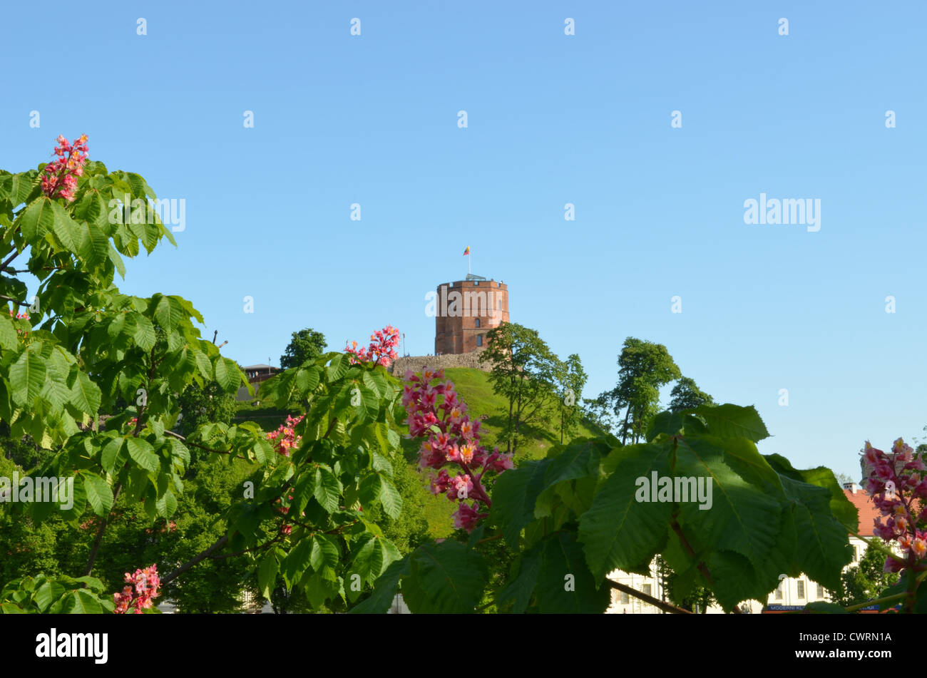 Red blooming conker trees and Gediminas castle on high hill in distance against blue sky. Stock Photo