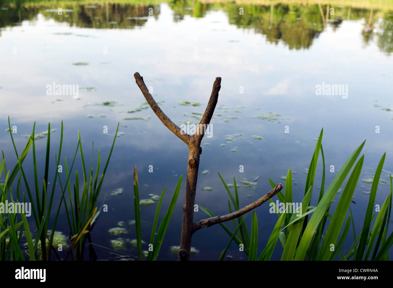Cut tree branch used as fishing rod stand on lake shore Stock Photo - Alamy