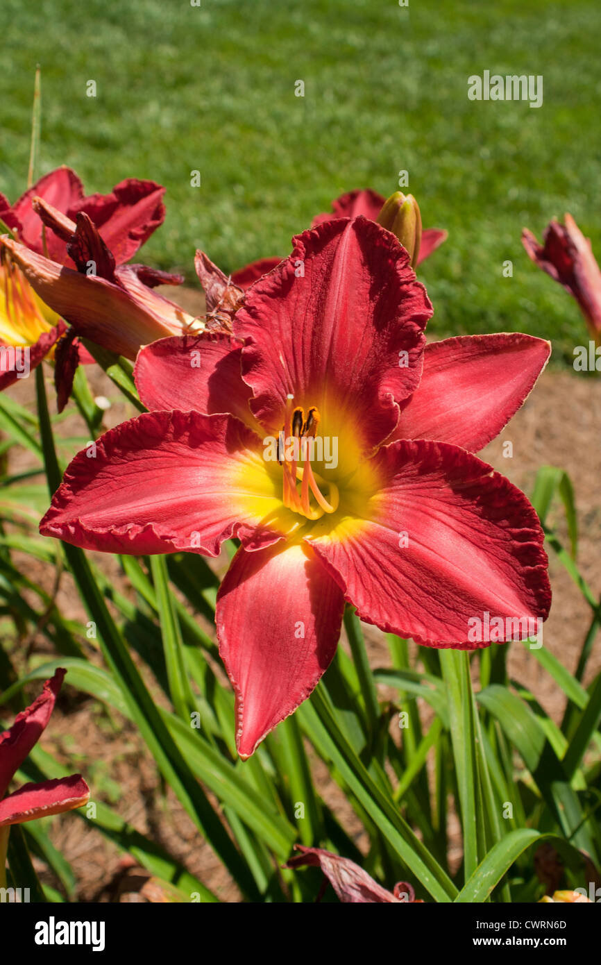 Day lilly blossom,Gibbs Gardens near Atlanta USA, park like
