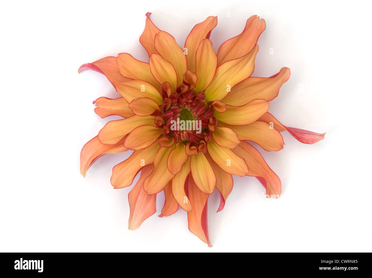 Dahlia, Dahlia Stock Photo