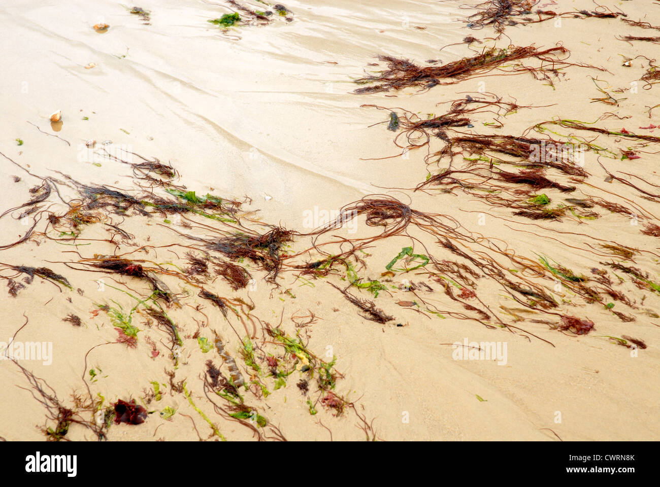 Strands of seaweed on the beach sand. Poole, England Stock Photo Alamy