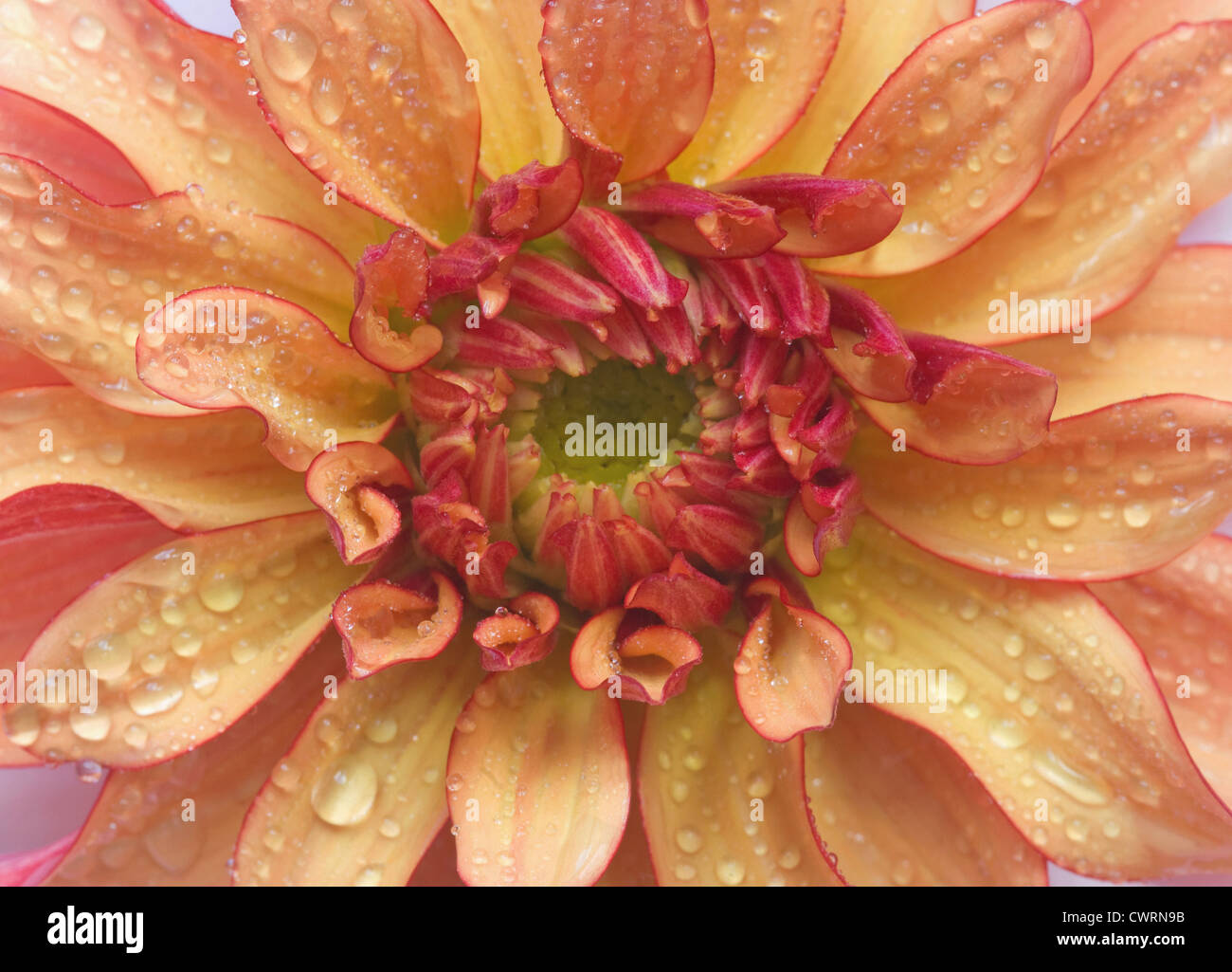 Dahlia, Dahlia Stock Photo