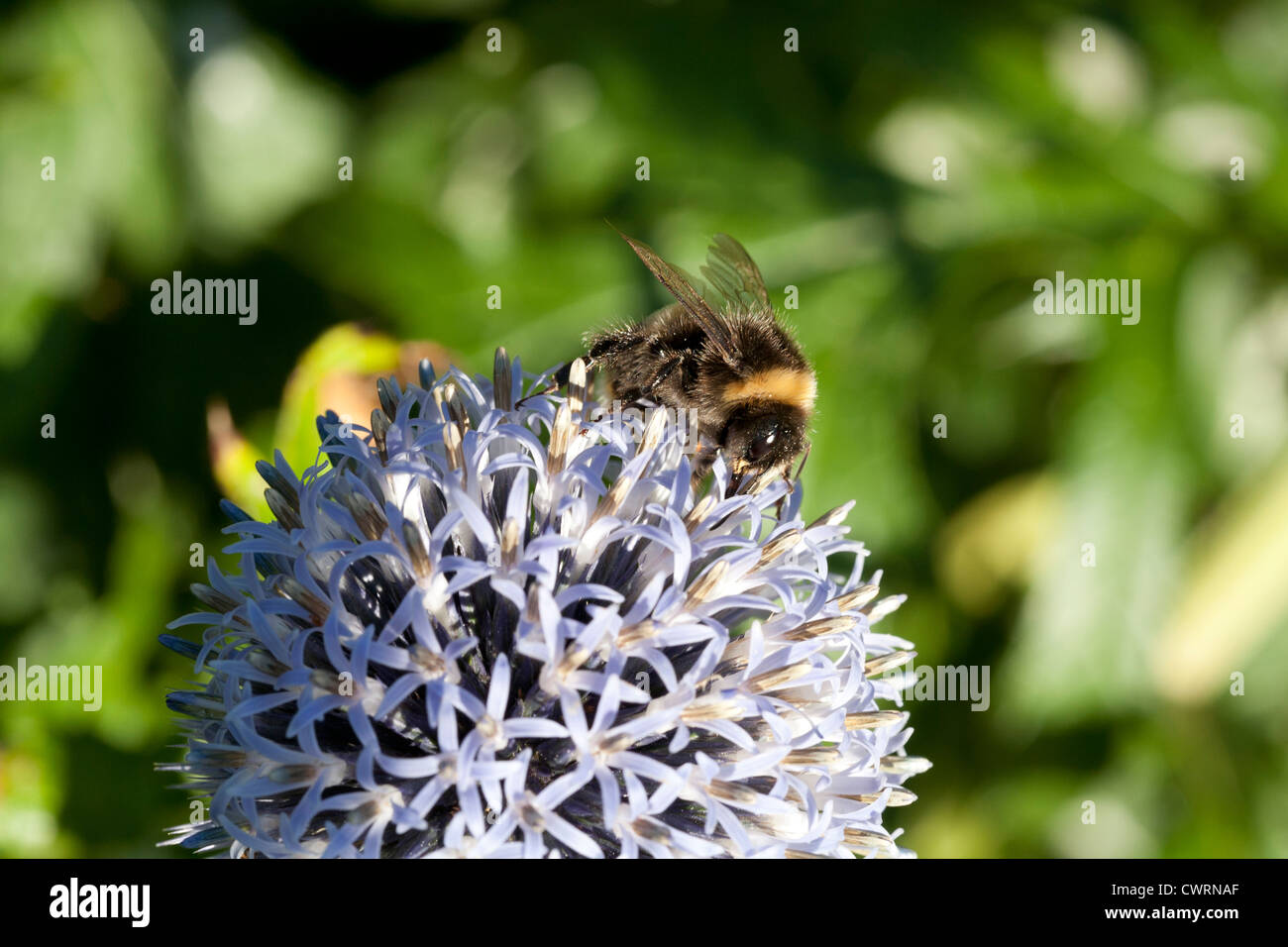 A single bee on the head of a globe thistle with green out of focus background Stock Photo
