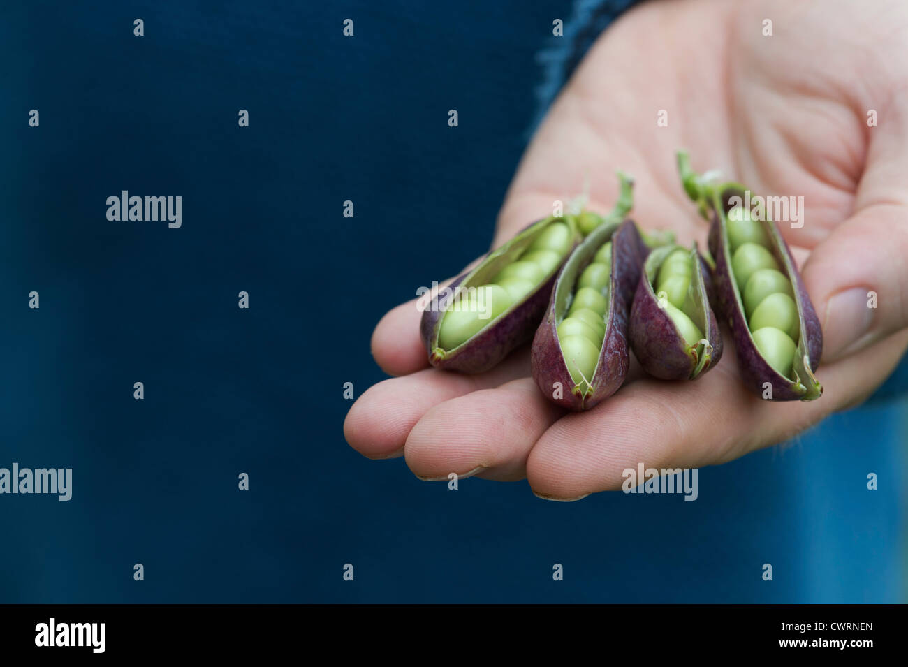 Pisum sativum. Hand holding Purple Podded pea pods showing peas Stock Photo