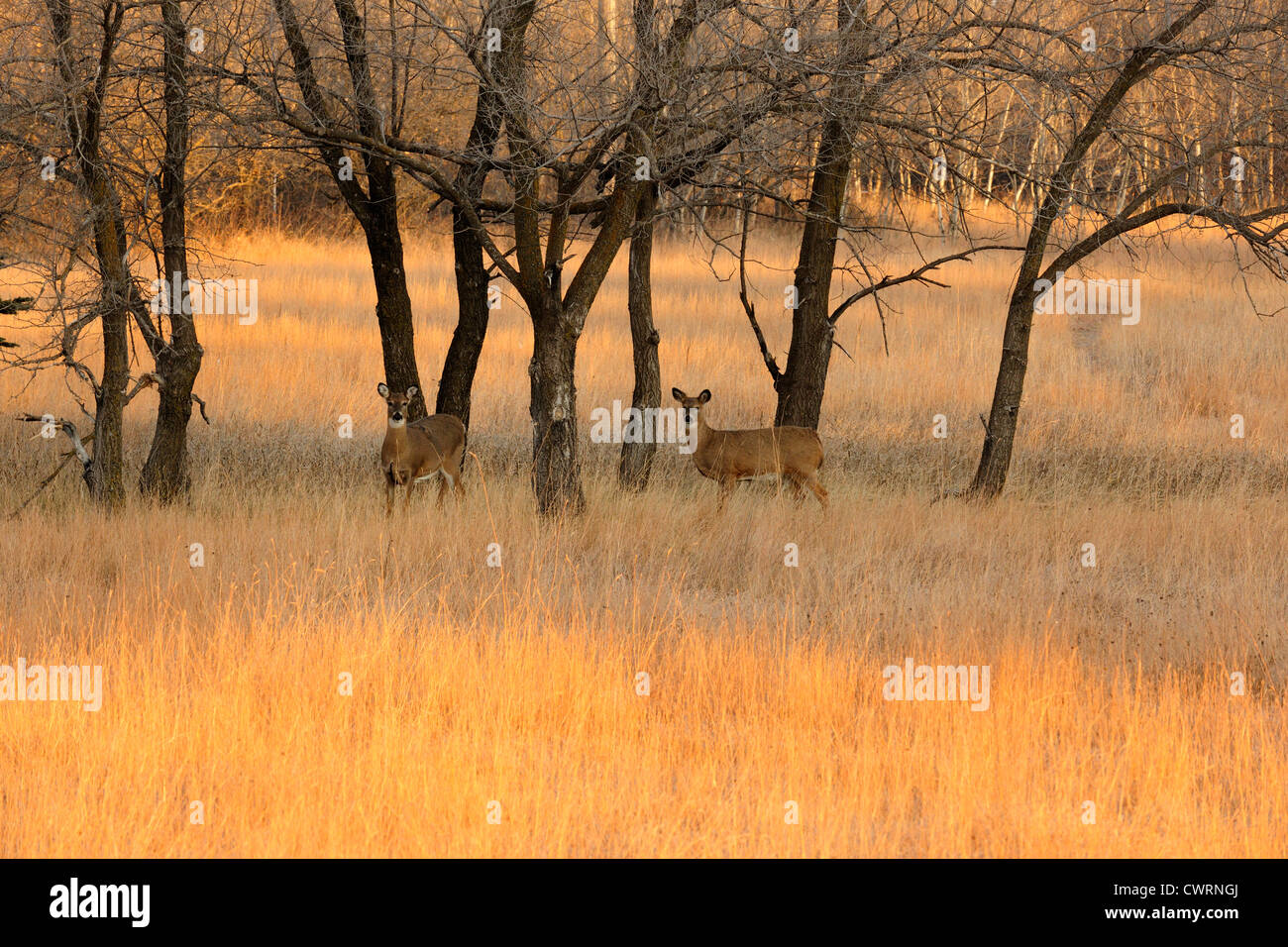 Oak and aspen parkland at dawn, with whitetail deer, Birds Hill Provincial Park, Manitoba, Canada Stock Photo