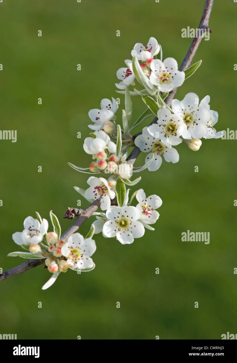Pyrus salicifolia 'Pendula', Pear, white flower blossom on a branch. Stock Photo