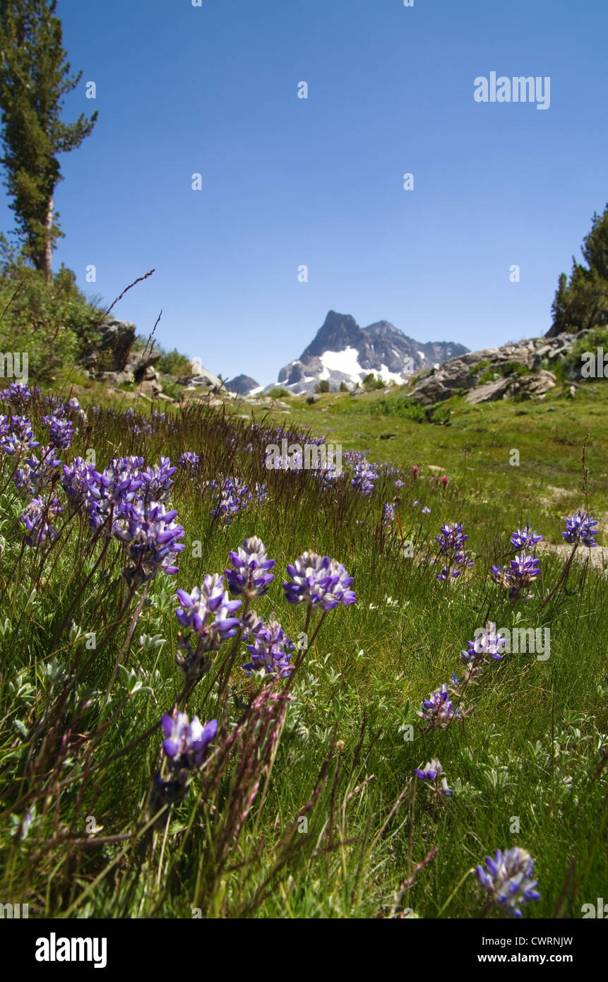 lupine wildflowers with Banner Peak in the background Stock Photo