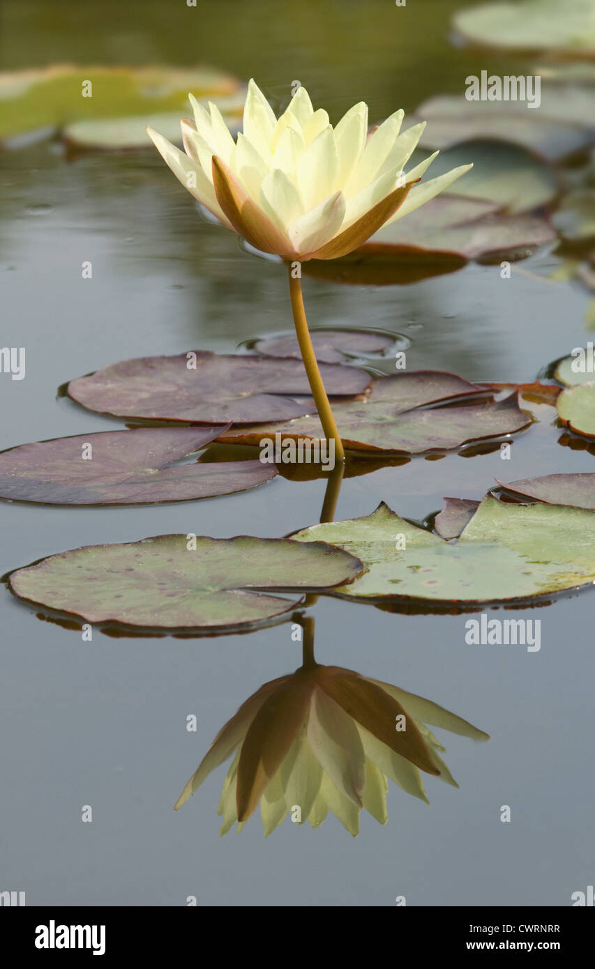 Nymphaea odorata 'Sulphurea Grandiflora', Water lily Stock Photo