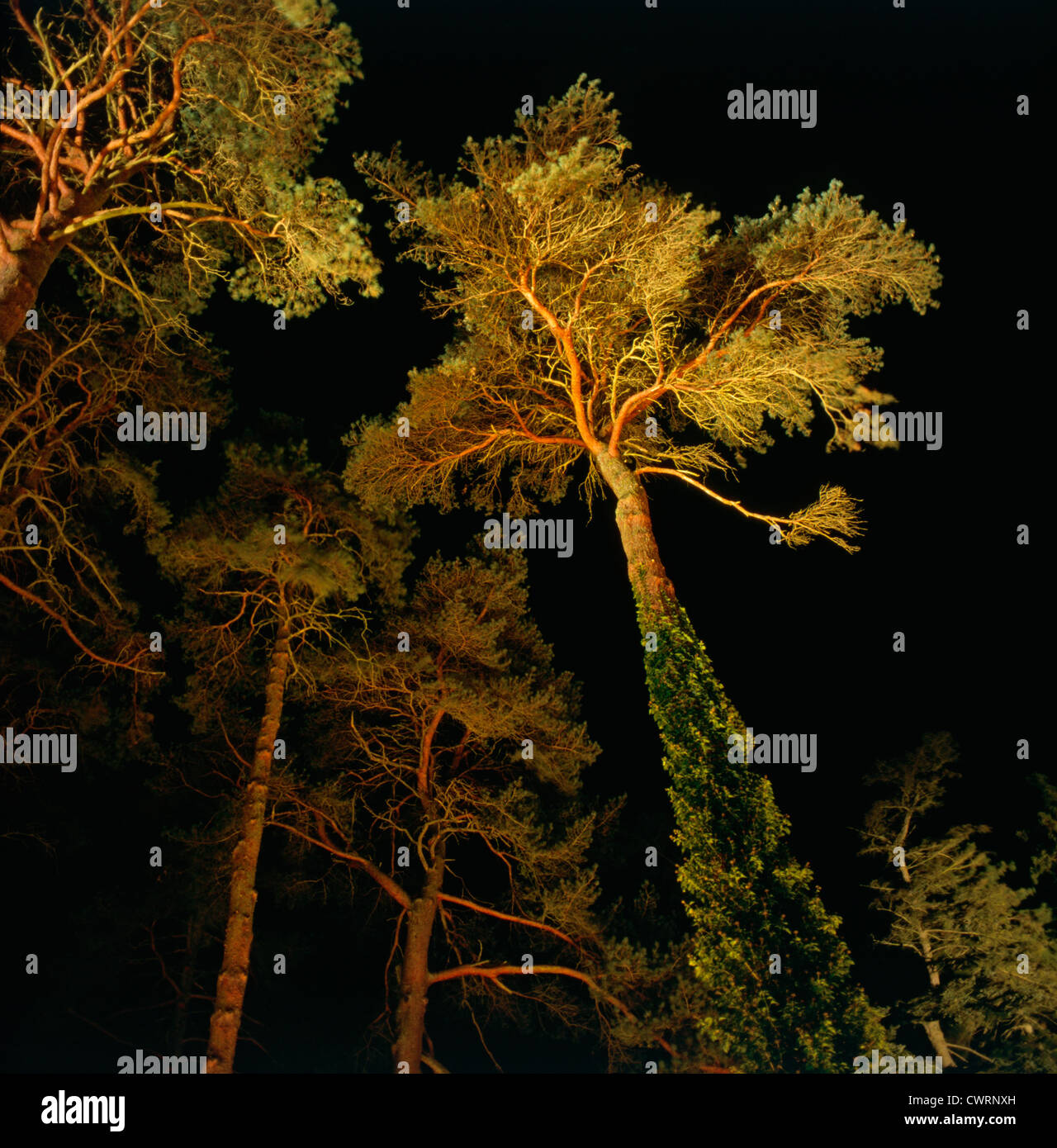 Scots pine stem pinus sylvestris hi-res stock photography and images ...