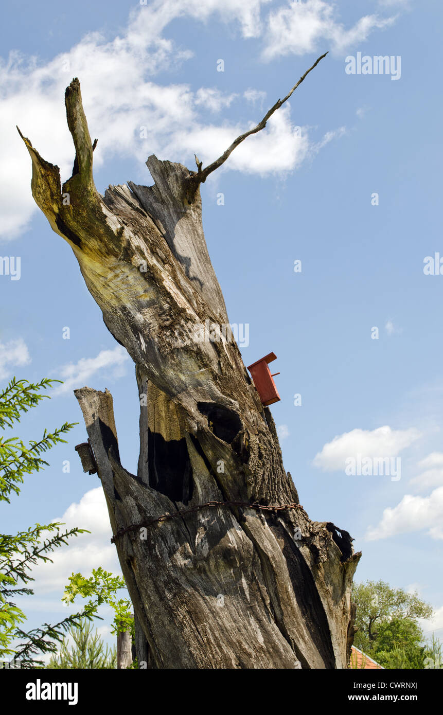Old empty tree trunk strengthen with rusty chain and bird nesting box on sky background. Stock Photo
