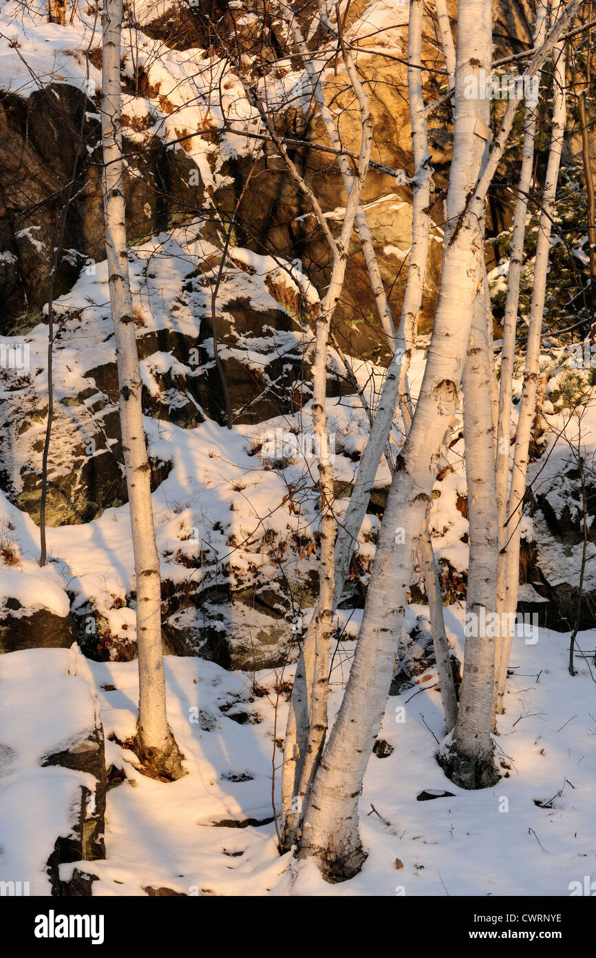 Fresh snow on rocky hillside with birch trees, Greater Sudbury, Ontario, Canada Stock Photo
