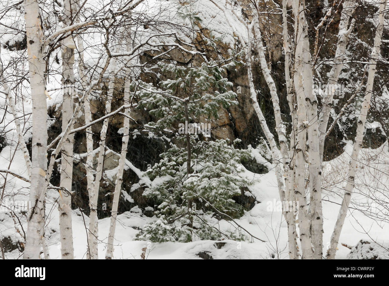 Fresh snow on rocky hillside with birch and pine trees, Greater Sudbury, Ontario, Canada Stock Photo