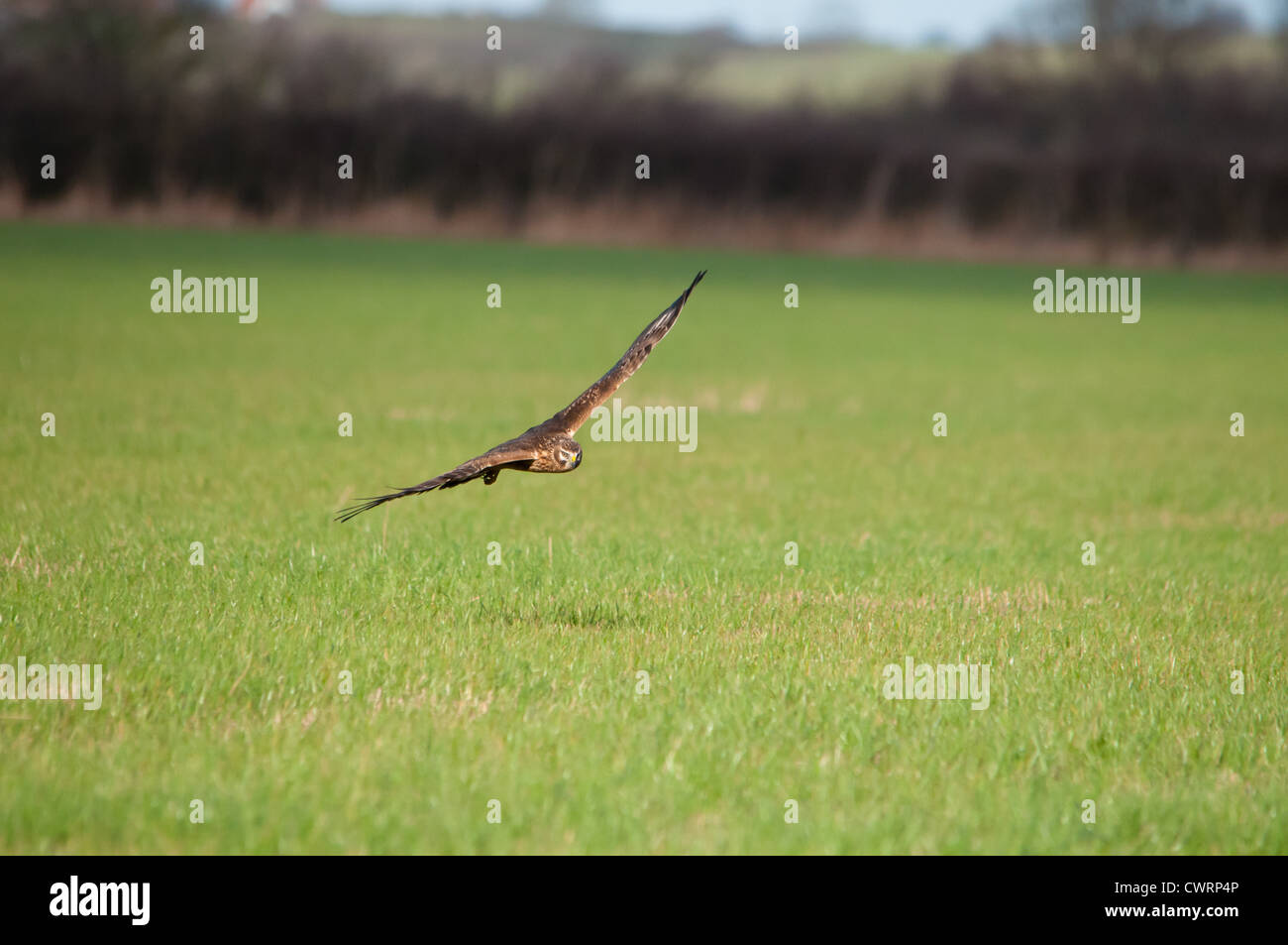 Hen Harrier Juvenile In Flight Scanning For Prey Stock Photo - Alamy