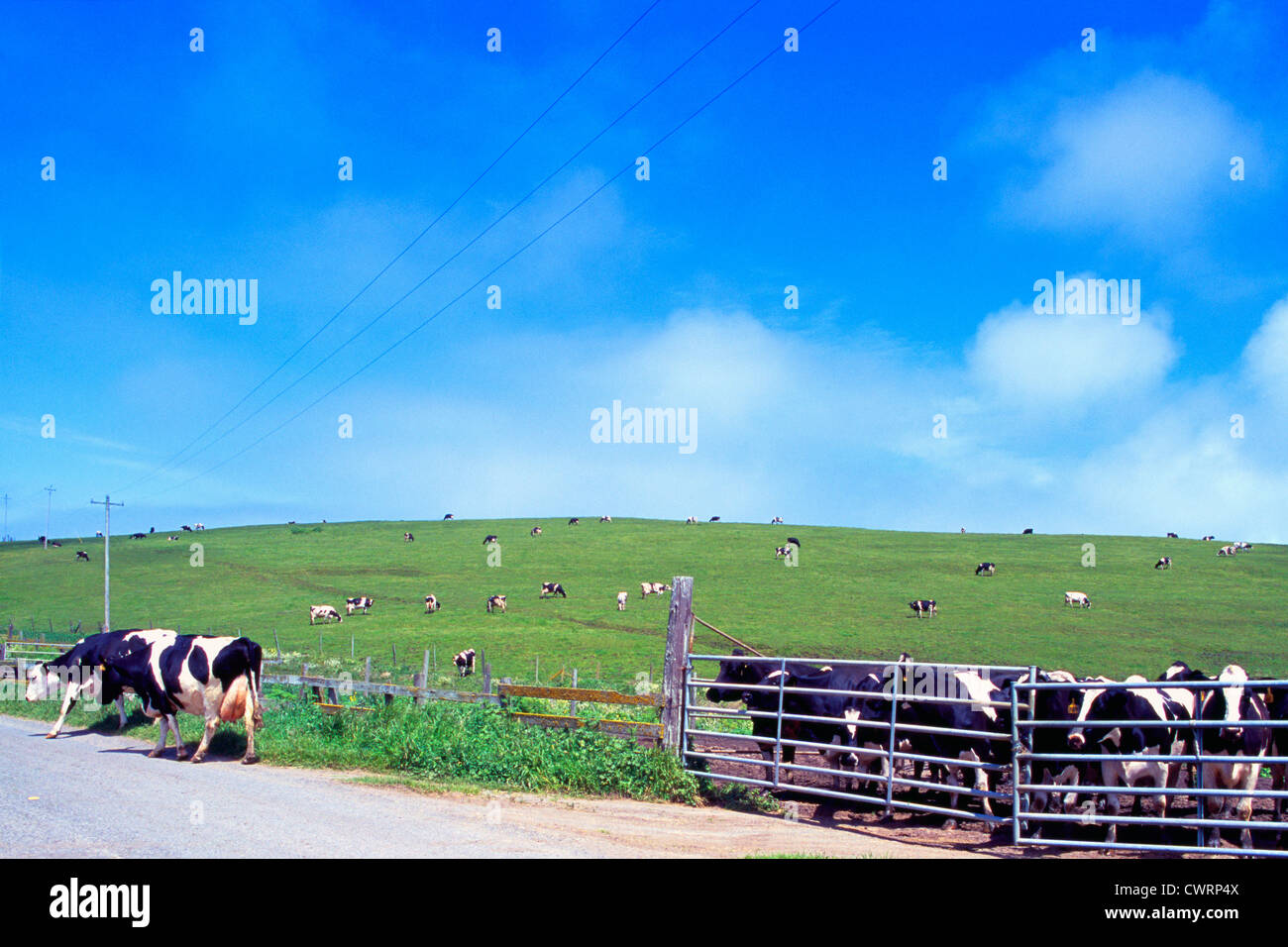 Point Reyes National Seashore, California, USA - Holstein Cows grazing in a Corral and on a Hill / Pasture at Historic ‘A’ Ranch Stock Photo