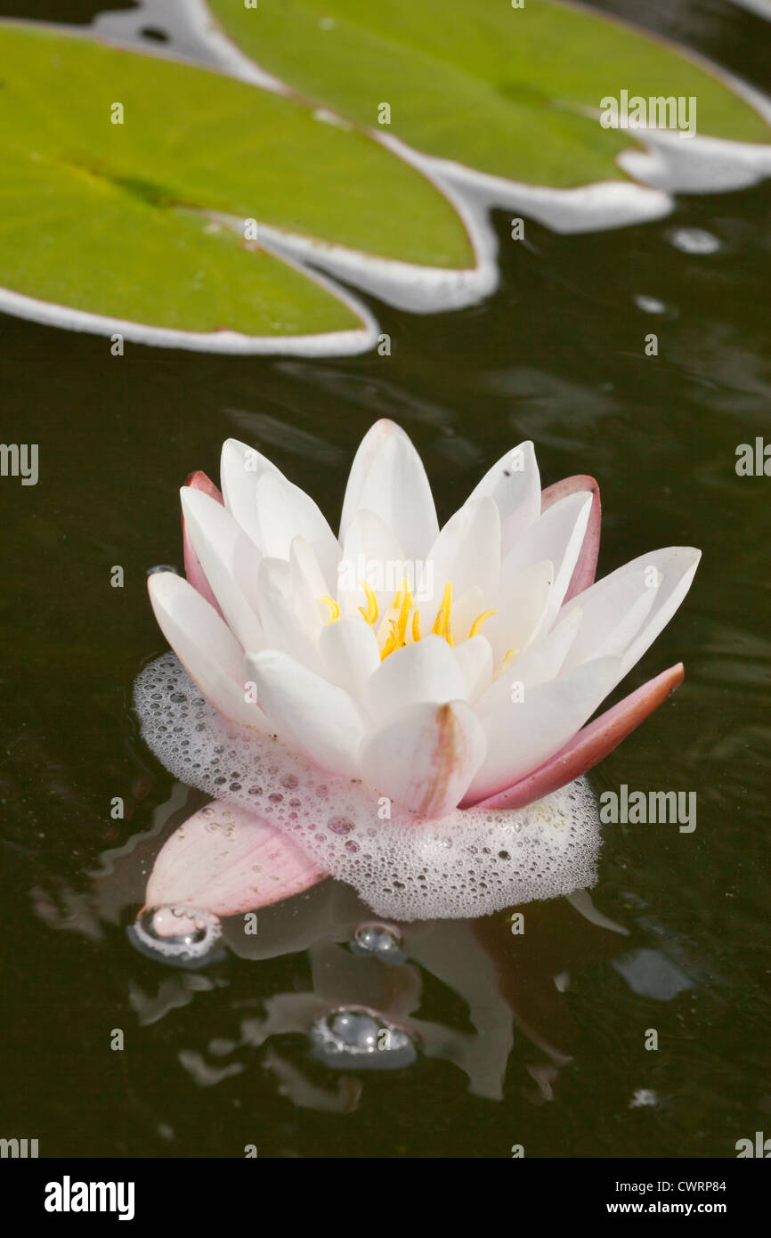 Nymphaeaceae, white water lily in informal garden pond. Stock Photo
