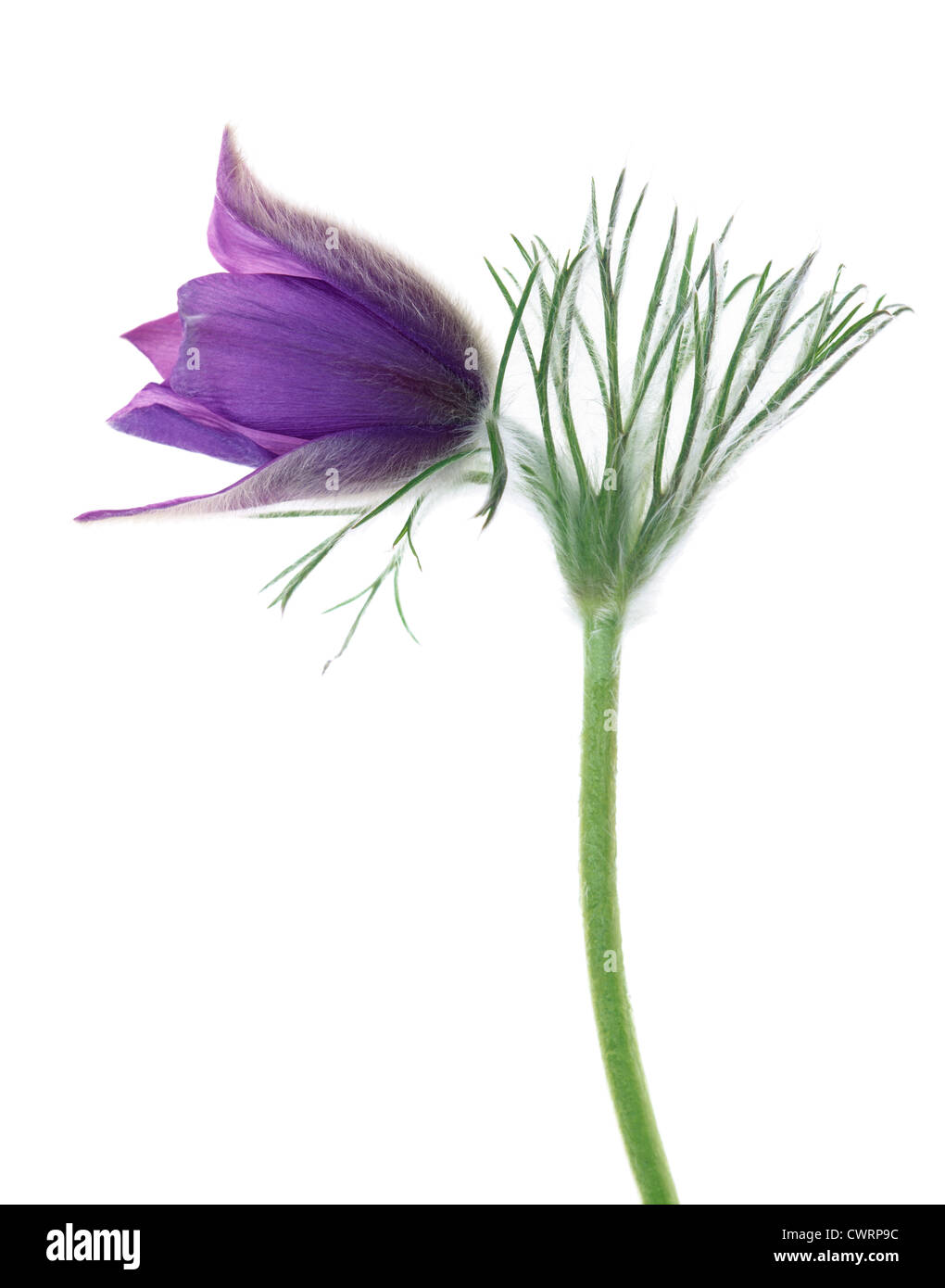 Pulsatilla vulgaris, Pasque flower Stock Photo