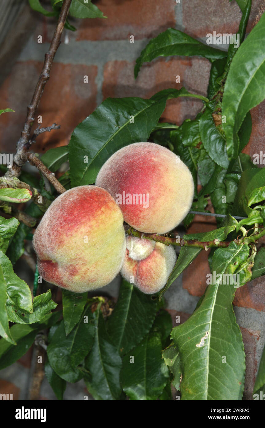 Peach Prunus persica (Rosaceae) Stock Photo