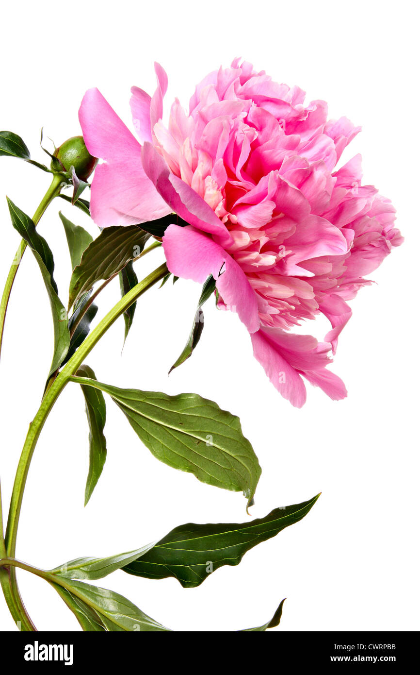 Peony. Close-up of one pink flower isolated on white Stock Photo