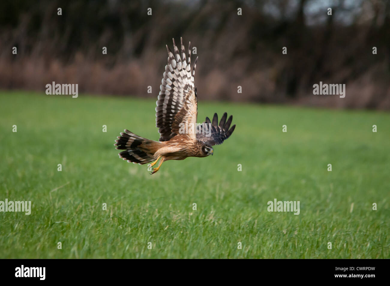 Hen harrier hi-res stock photography and images - Alamy