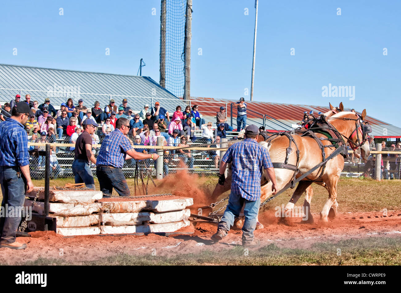The horse pull competition at the Evangeline Agricultural Exhibition
