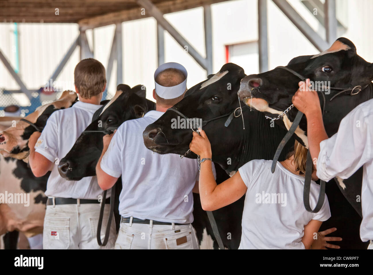 Competitors in the dairy show at the Evangeline Agricultural Exhibition and Acadian Festival in Prince Edward Island, Canada, Stock Photo