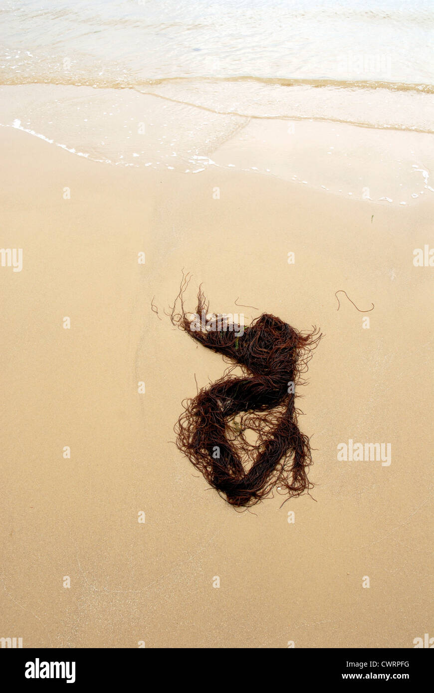 Strands of seaweed on the beach sand. Poole, Britain, United Kingdom