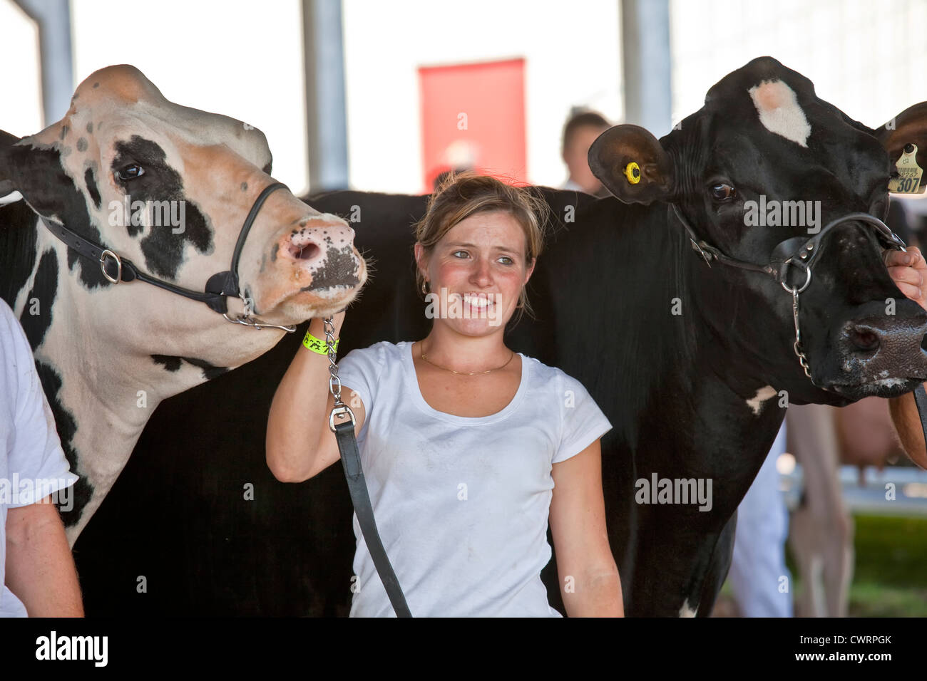 Competitors in the dairy show at the Evangeline Agricultural Exhibition and Acadian Festival in Prince Edward Island, Canada, Stock Photo