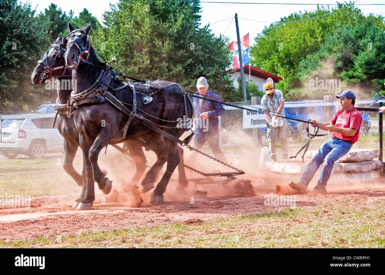 The horse pull competition at the Evangeline Agricultural Exhibition